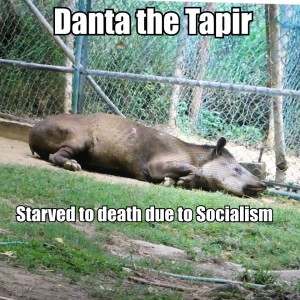 Danta Tapir